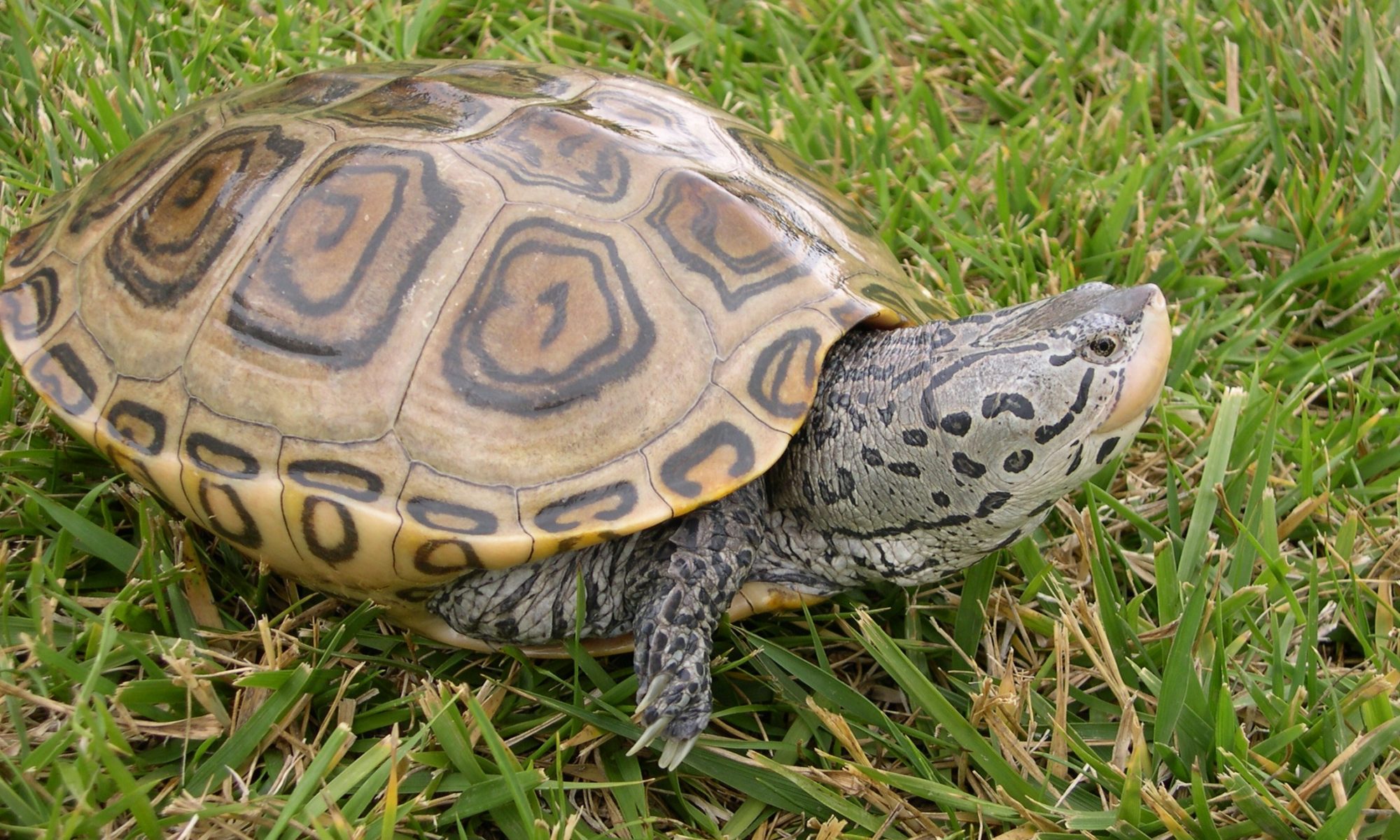 Why are they called terrapins? - Site is in the process of being updated